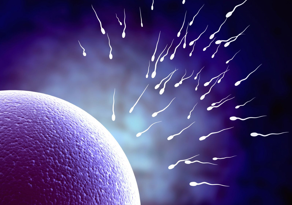 sperm-function